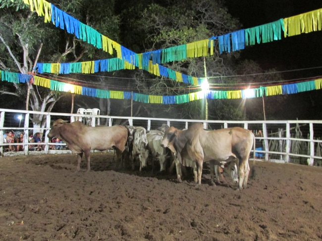 VII Rodeio de Vaquejada Tuna Brito Termina em Grande Estilo - Imagem 46