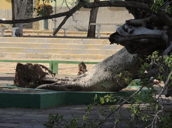 Pé de Figueira antigo da Praça Domingos Mourão caiu neste domingo - Imagem 2
