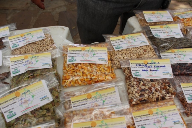 Sementes raras e exóticas são mostradas no I Festival das Sementes da Fartura, realizado no município de Pedro II - Imagem 20