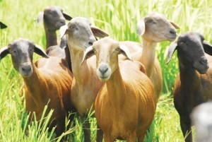 Contratação de empresa especializada para fornecer matrizes mestiças de ovinos e caprinos.