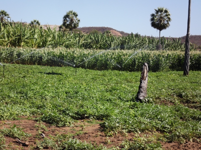 Conceição do Canindé Bate Recorde na Agricultura Familiar  - Imagem 17