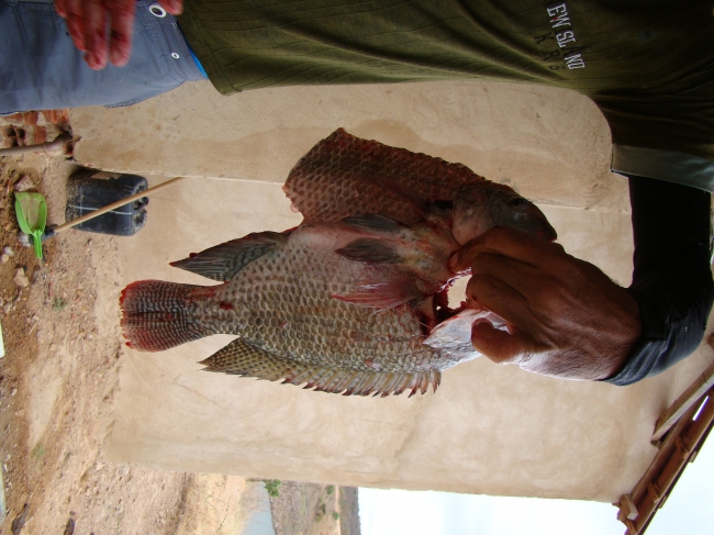 Conceição do Canindé Bate Recorde na Agricultura Familiar  - Imagem 3