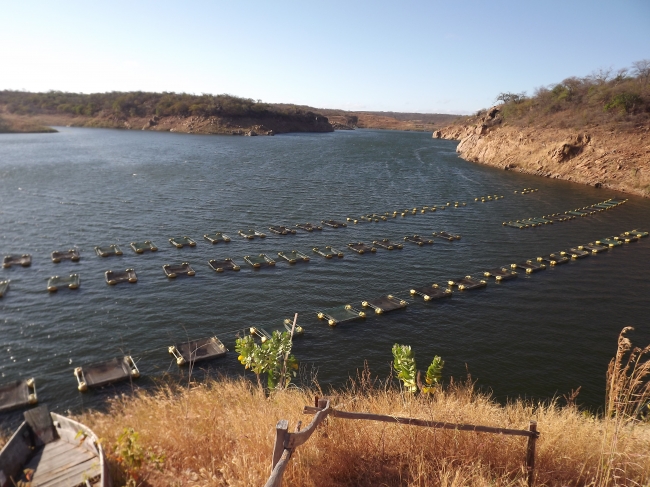 Conceição do Canindé Bate Recorde na Agricultura Familiar  - Imagem 15