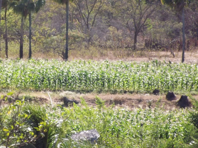 Conceição do Canindé Bate Recorde na Agricultura Familiar  - Imagem 16