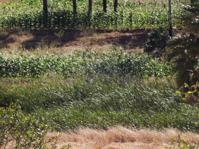 Conceição do Canindé Bate Recorde na Agricultura Familiar  - Imagem 14