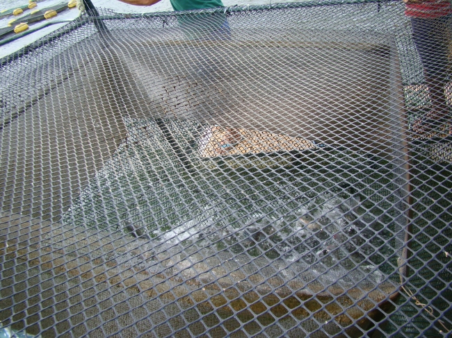 Conceição do Canindé Bate Recorde na Agricultura Familiar  - Imagem 4