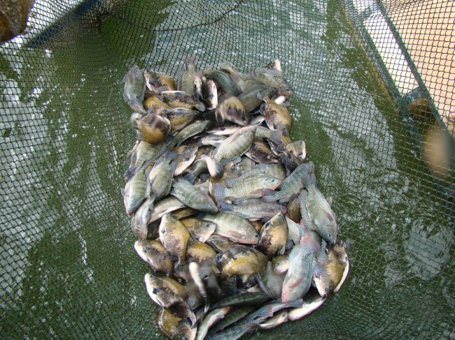 Conceição do Canindé Bate Recorde na Agricultura Familiar  - Imagem 2