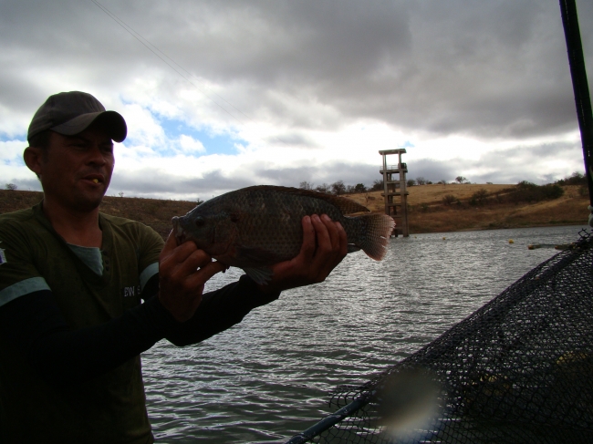 Conceição do Canindé Bate Recorde na Agricultura Familiar  - Imagem 6