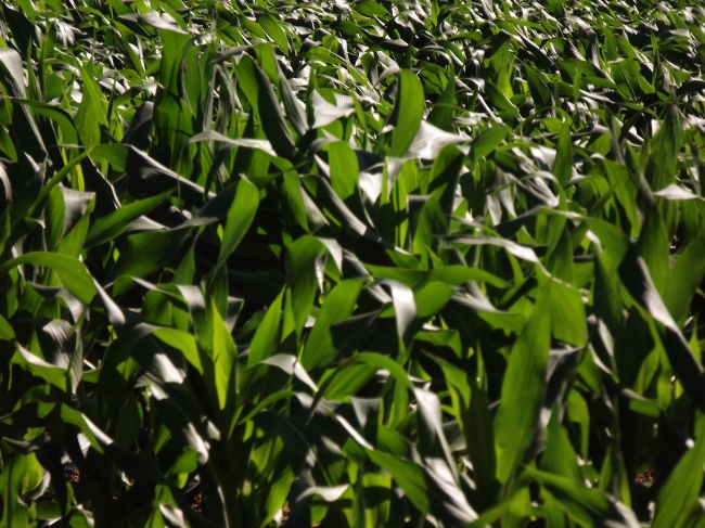 Conceição do Canindé Bate Recorde na Agricultura Familiar  - Imagem 8