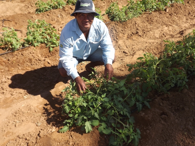 Conceição do Canindé Bate Recorde na Agricultura Familiar  - Imagem 18