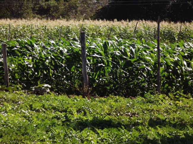 Conceição do Canindé Bate Recorde na Agricultura Familiar  - Imagem 10