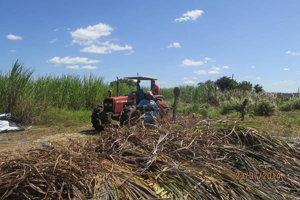 Prefeito Manin Geronço prestigia a preparação da primeira Ensilagem do município de Porto - Imagem 5