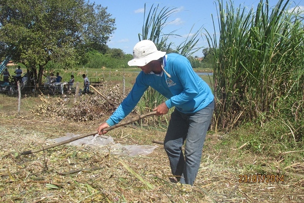 Prefeito Manin Geronço prestigia a preparação da primeira Ensilagem do município de Porto - Imagem 4