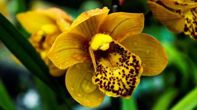 Blogueiro visita empresa de uma nordestina no interior de São Paulo que é referência nacional em orquídeas - Imagem 2