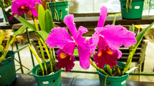 Blogueiro visita empresa de uma nordestina no interior de São Paulo que é referência nacional em orquídeas - Imagem 5