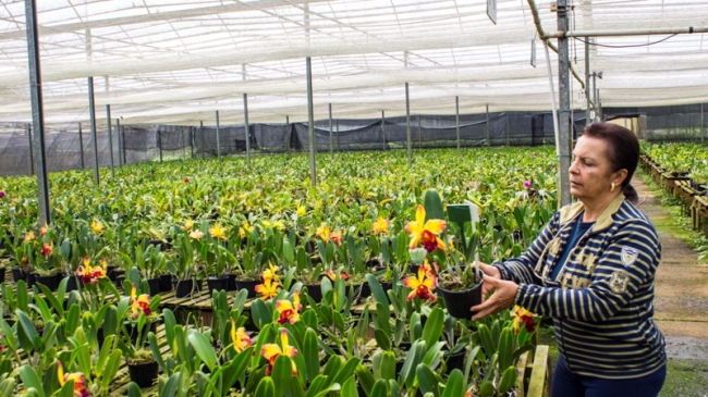 Blogueiro visita empresa de uma nordestina no interior de São Paulo que é referência nacional em orquídeas - Imagem 8