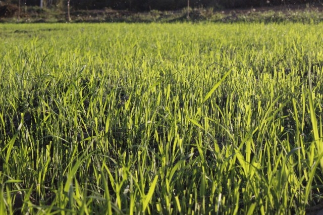 Prefeita Dra. Salete Rêgo visita agricultores na localidade caraíbas - Imagem 20