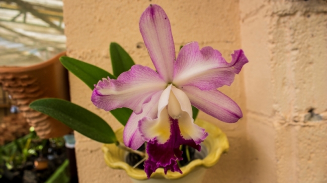 Blogueiro visita empresa de uma nordestina no interior de São Paulo que é referência nacional em orquídeas - Imagem 9