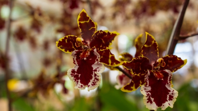 Blogueiro visita empresa de uma nordestina no interior de São Paulo que é referência nacional em orquídeas - Imagem 10