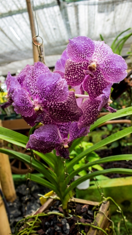 Blogueiro visita empresa de uma nordestina no interior de São Paulo que é referência nacional em orquídeas - Imagem 11