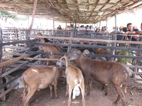 XXIV Semana Cultural: Cavalgada dos Vaqueiros - Imagem 42
