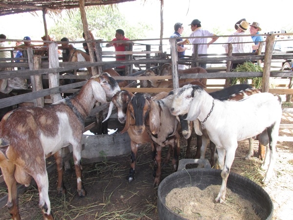 XXIV Semana Cultural: Cavalgada dos Vaqueiros - Imagem 44