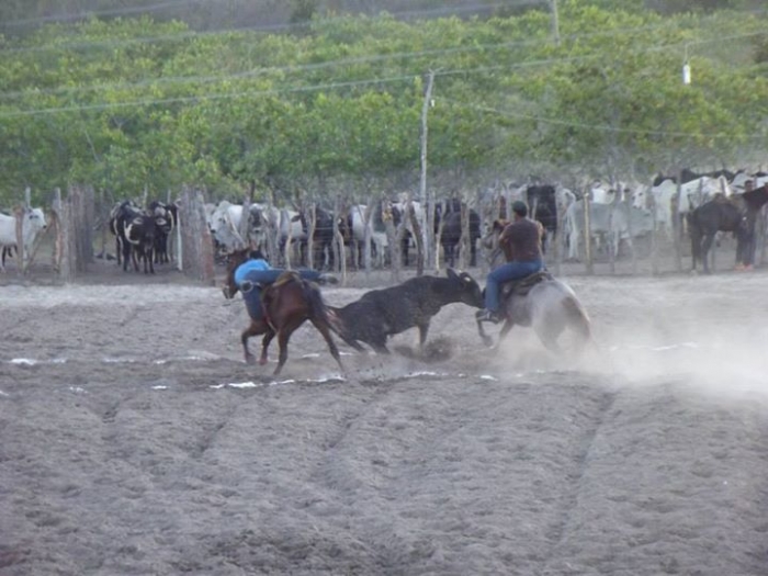 É o Boi, o Cavalo e o Vaqueiro. Derruba do Boi na Vaquejada do Parque Benecarmo - Imagem 8