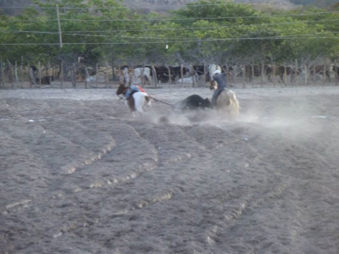É o Boi, o Cavalo e o Vaqueiro. Derruba do Boi na Vaquejada do Parque Benecarmo - Imagem 56
