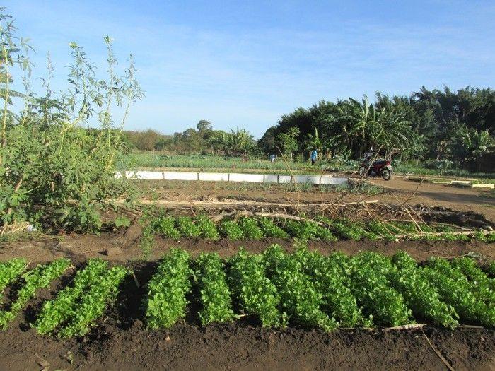 Horta Comunitária uma Renda Extra para 30 Famílias em Agricolândia - Imagem 2