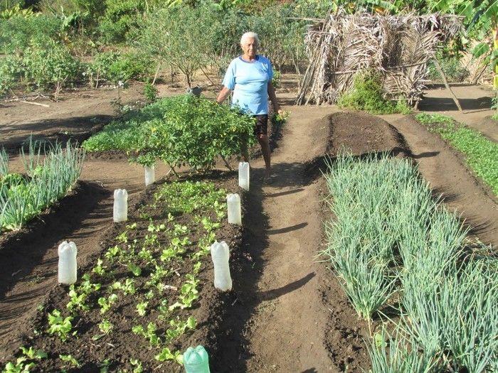 Horta Comunitária uma Renda Extra para 30 Famílias em Agricolândia - Imagem 11