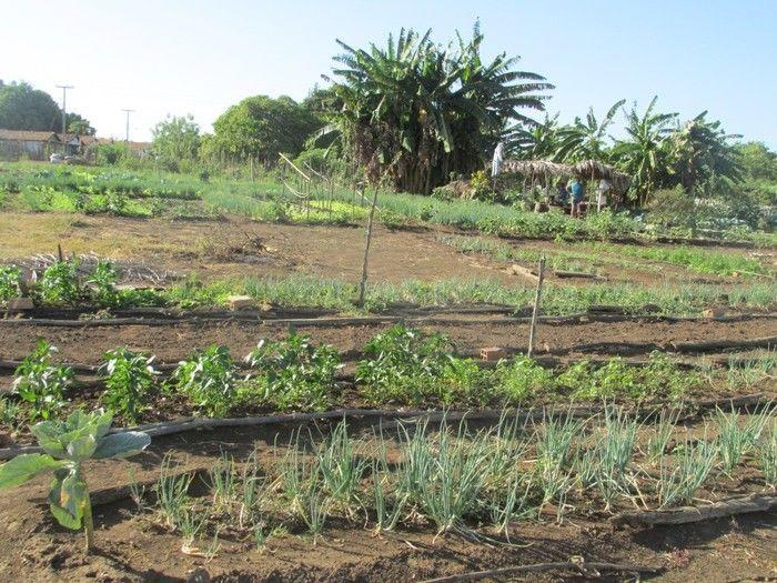 Horta Comunitária uma Renda Extra para 30 Famílias em Agricolândia - Imagem 6