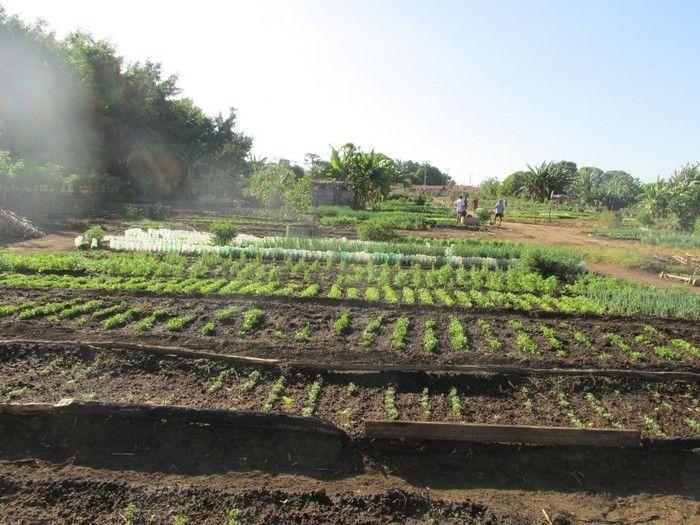 Horta Comunitária uma Renda Extra para 30 Famílias em Agricolândia - Imagem 22