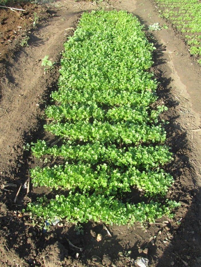 Horta Comunitária uma Renda Extra para 30 Famílias em Agricolândia - Imagem 1