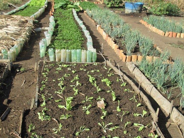 Horta Comunitária uma Renda Extra para 30 Famílias em Agricolândia - Imagem 17