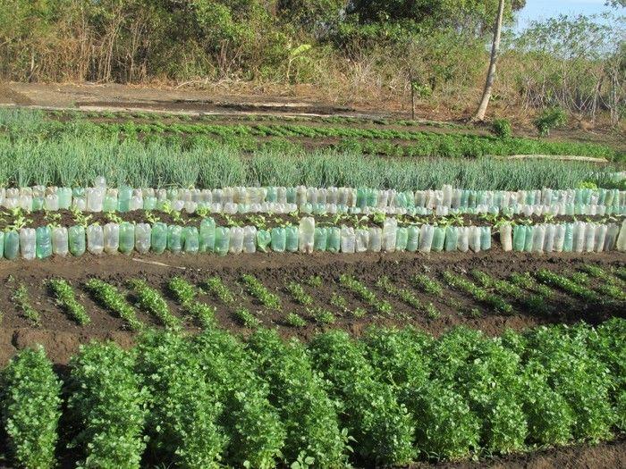 Horta Comunitária uma Renda Extra para 30 Famílias em Agricolândia - Imagem 13