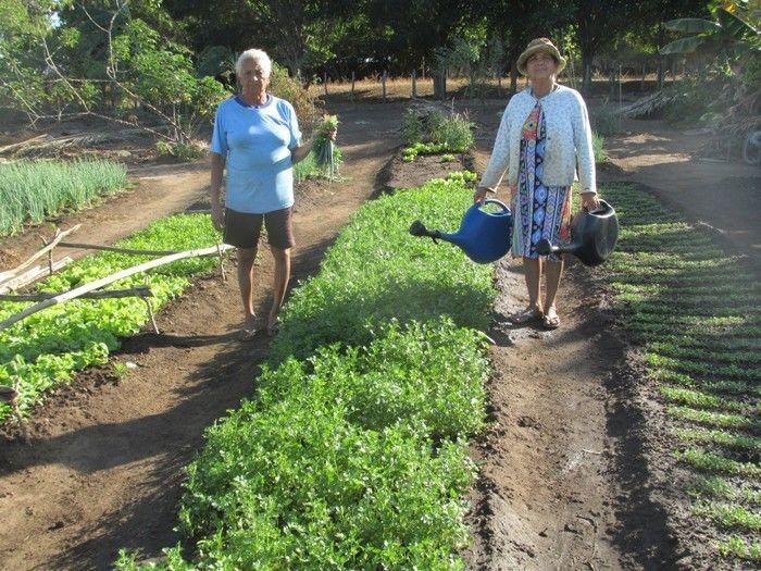 Horta Comunitária uma Renda Extra para 30 Famílias em Agricolândia - Imagem 10
