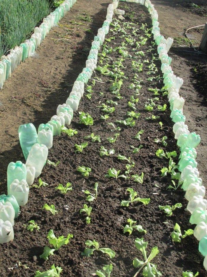 Horta Comunitária uma Renda Extra para 30 Famílias em Agricolândia - Imagem 14