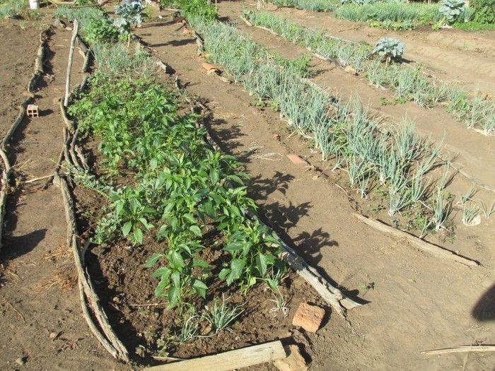 Horta Comunitária uma Renda Extra para 30 Famílias em Agricolândia - Imagem 5