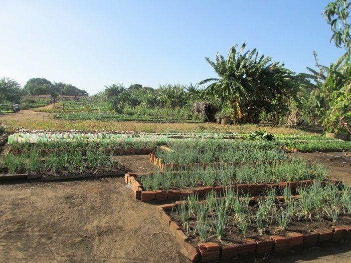 Horta Comunitária uma Renda Extra para 30 Famílias em Agricolândia - Imagem 23