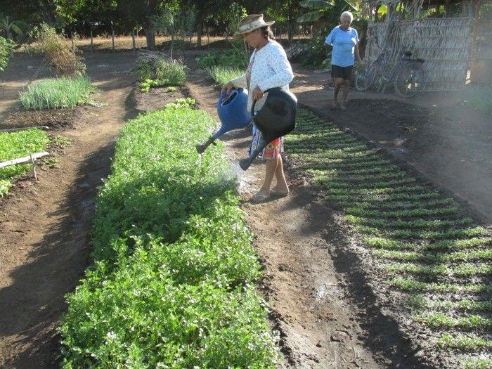 Horta Comunitária uma Renda Extra para 30 Famílias em Agricolândia - Imagem 9