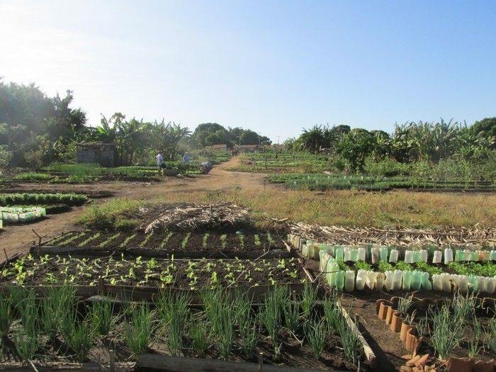 Horta Comunitária uma Renda Extra para 30 Famílias em Agricolândia - Imagem 24