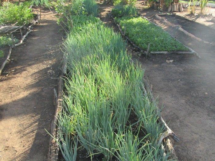 Horta Comunitária uma Renda Extra para 30 Famílias em Agricolândia - Imagem 8