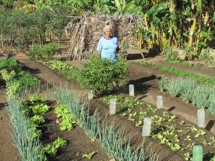 Horta Comunitária uma Renda Extra para 30 Famílias em Agricolândia - Imagem 12