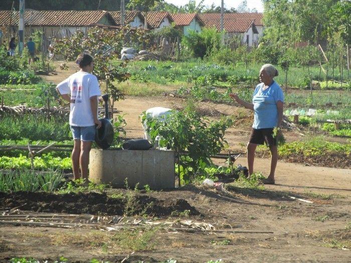 Horta Comunitária uma Renda Extra para 30 Famílias em Agricolândia - Imagem 20