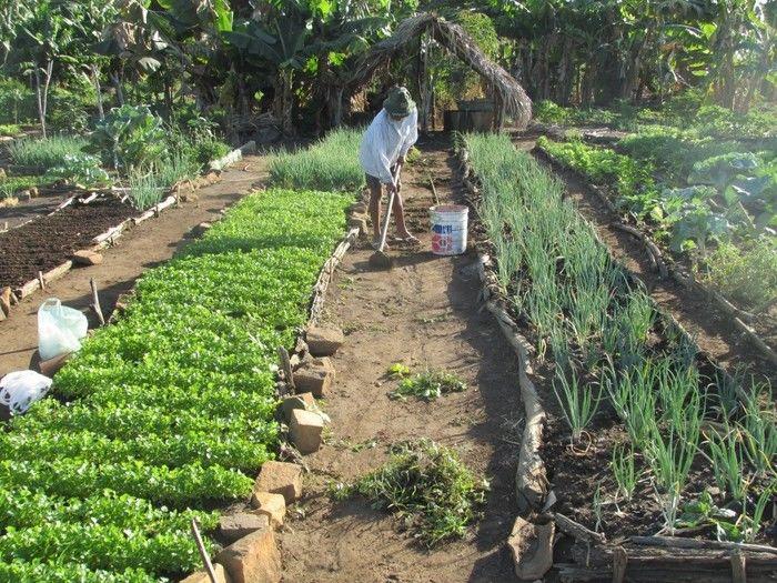 Horta Comunitária uma Renda Extra para 30 Famílias em Agricolândia - Imagem 4