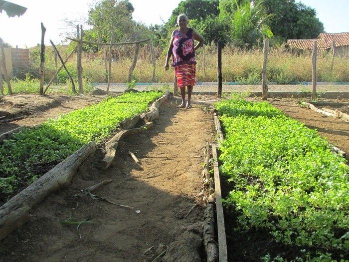 Horta Comunitária uma Renda Extra para 30 Famílias em Agricolândia - Imagem 27