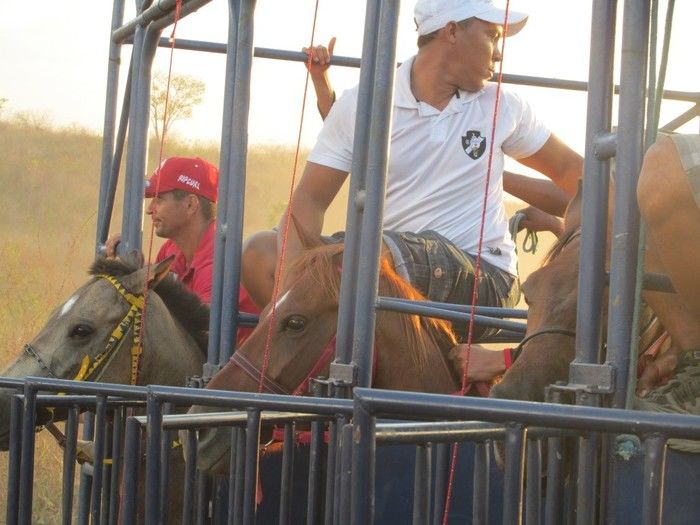 Prefeito: Joel de Lima Faz Grande Corrida de Cavalo em Miguel Leão - Imagem 4