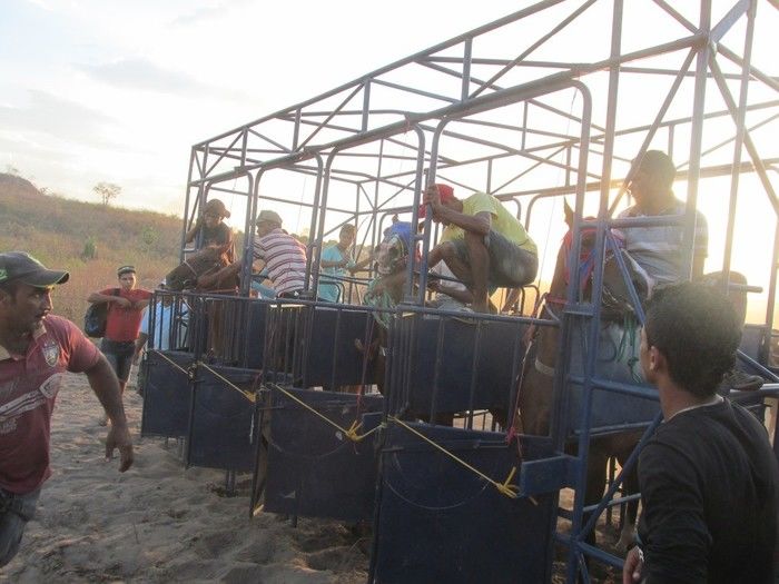 Prefeito: Joel de Lima Faz Grande Corrida de Cavalo em Miguel Leão - Imagem 10
