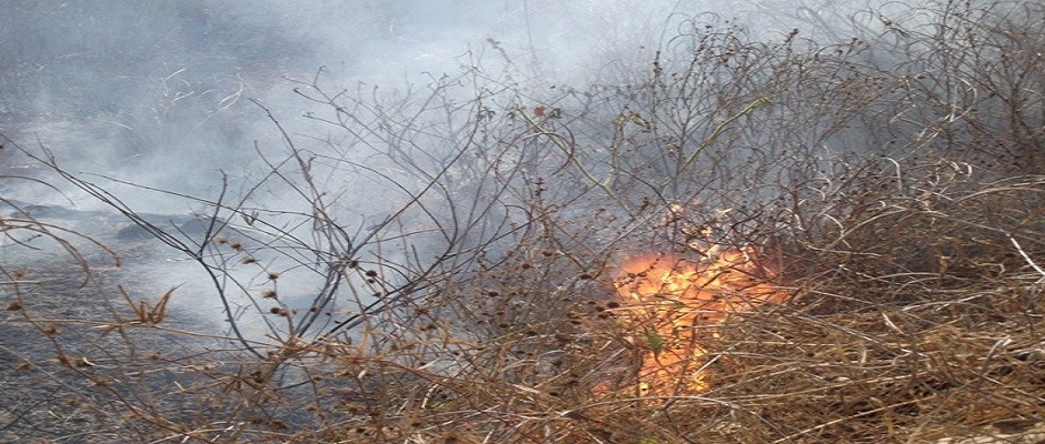 Incêndio destrói parte do Horto Florestal 