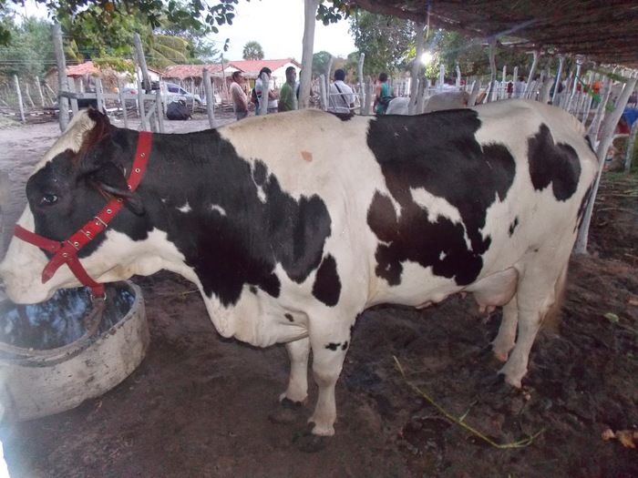 Centenas de pessoas prestigiam abertura da II Exposição Agrobom em Bom Princípio do Piauí - Imagem 1